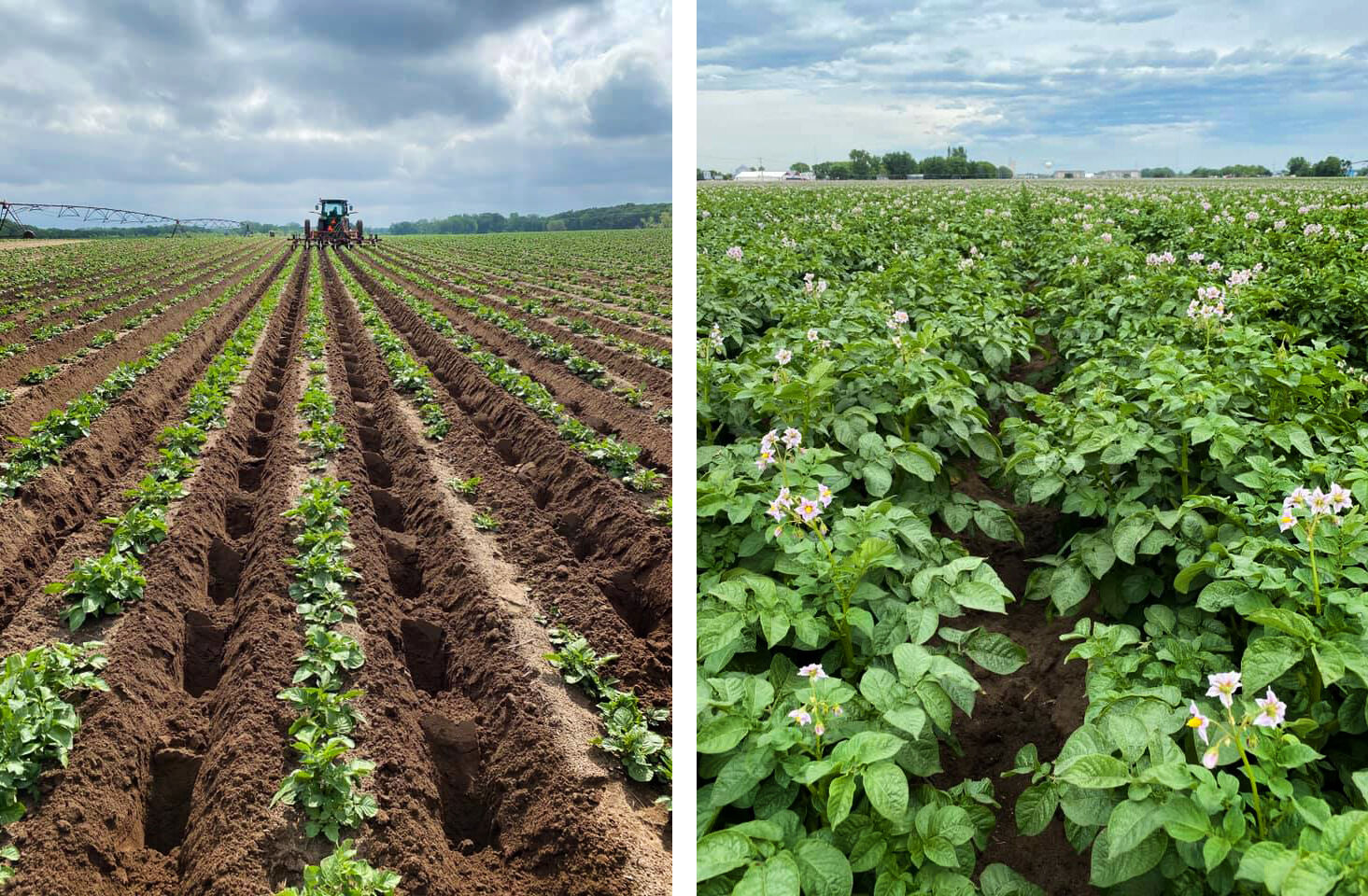 Campbell potato plants